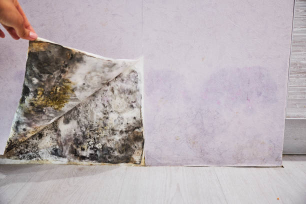 Best Attic Mold Remediation in Bakersfield Country Clu, CA